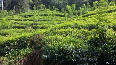 Tea Land for Sale in Thawalama