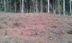 Land for Sale in Hakmana