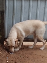Labrador Female Dog