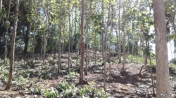 Land for Sale in Hakmana