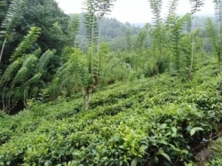 Tea Land for Sale in Ratnapura
