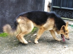 KASL Registerd German Shepereed Dogs for Crossing(Stud)