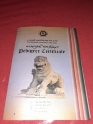 KASL Registerd German Shepereed Dogs for Crossing(Stud)