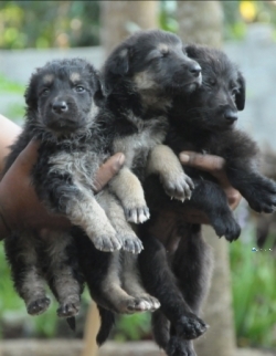 German Shepherd(Double Court) Puppies