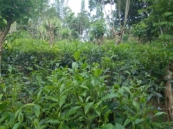 Tea Land for Sale Close to Ratnapura City