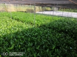 Tea Plant (තේ පැල)