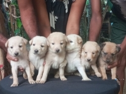 Labrado Cosed Puppies