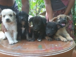 German Sheped Crosed Puppies