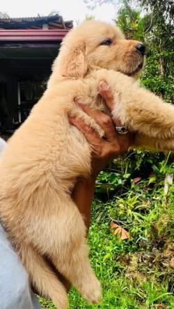 Golden Retriever Puppies (KSL Registerd)
